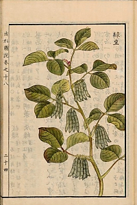 vigna radiata